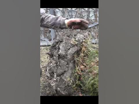 Пересадка туи западной Холмструп. Зима!Февраль! #евгений_филимонов # ...