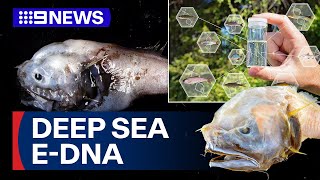 Download Lagu Uncovering the mysteries of the ocean often means devastation for rare sea-life | 9 News Australia MP3