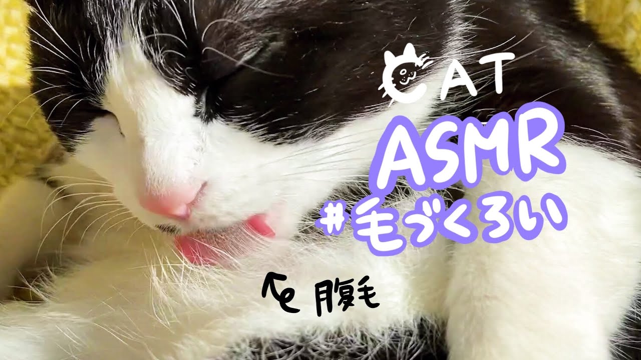 ASMR🎧腹毛をグルーミングする猫 sound grooming cat #27 - YouTube
