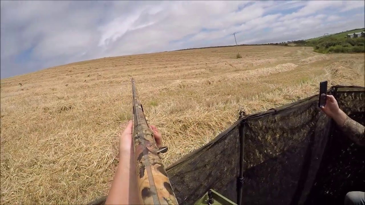 Woodpigeon Shooting 2020 First Cut Wheat Day