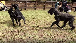 ジャイアントシュナウザー大集合全国のファミリーと楽しく集う会Holidays with many Giant Schnauzer families