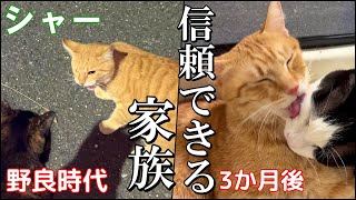 【野良猫から家猫へ】孤独から心から信頼できる家族を手に入れた3か月の記録