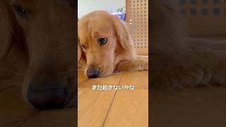 朝いちばんのしあわせ時間｜ゴールデンレトリバー