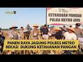 PANEN RAYA JAGUNG POLRES METRO BEKASI DUKUNG KETAHANAN PANGAN