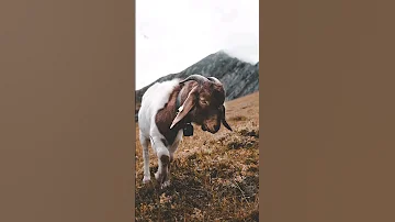 The Sound Of A Goat Bell 