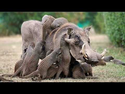 Video: Top 10 omissbara afrikanska safaridestinationer