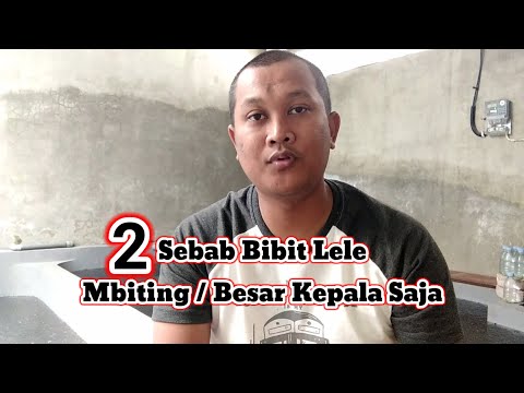 Lele Besar Kepala