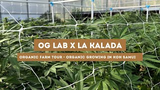 OG Lab visits La Kalada Thai living soil organic farm on Koh Samui