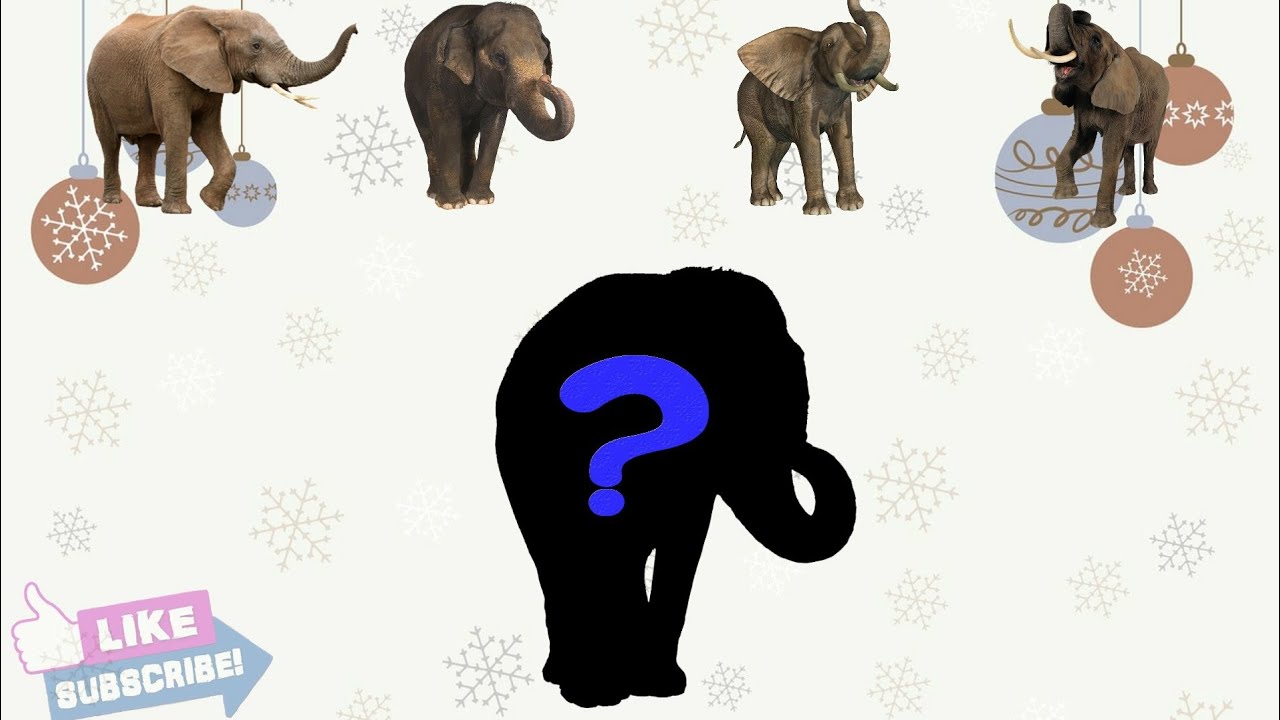 cute animals elephant, choose the right elephant africa, india or indonesia