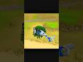 indian vehicle simulator 3d game guys new update a# Gaya# hai#