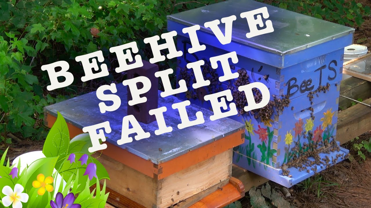 My first BEEHIVE SPLIT FAILED #honeybees #beekeeping #bees #beehives # ...