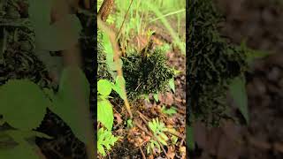 Lakin' It w/Lydia - Ferguson Spring - Land Between The Lakes