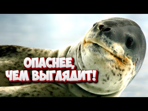 Улыбка морского леопарда - это улыбка Джокера! Как понять тюленя и при чём тут сирены?