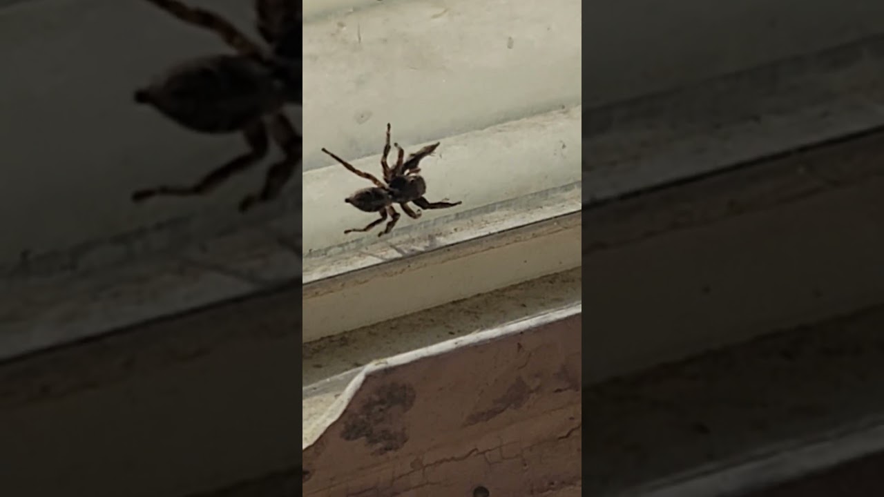 Spiders in the garage