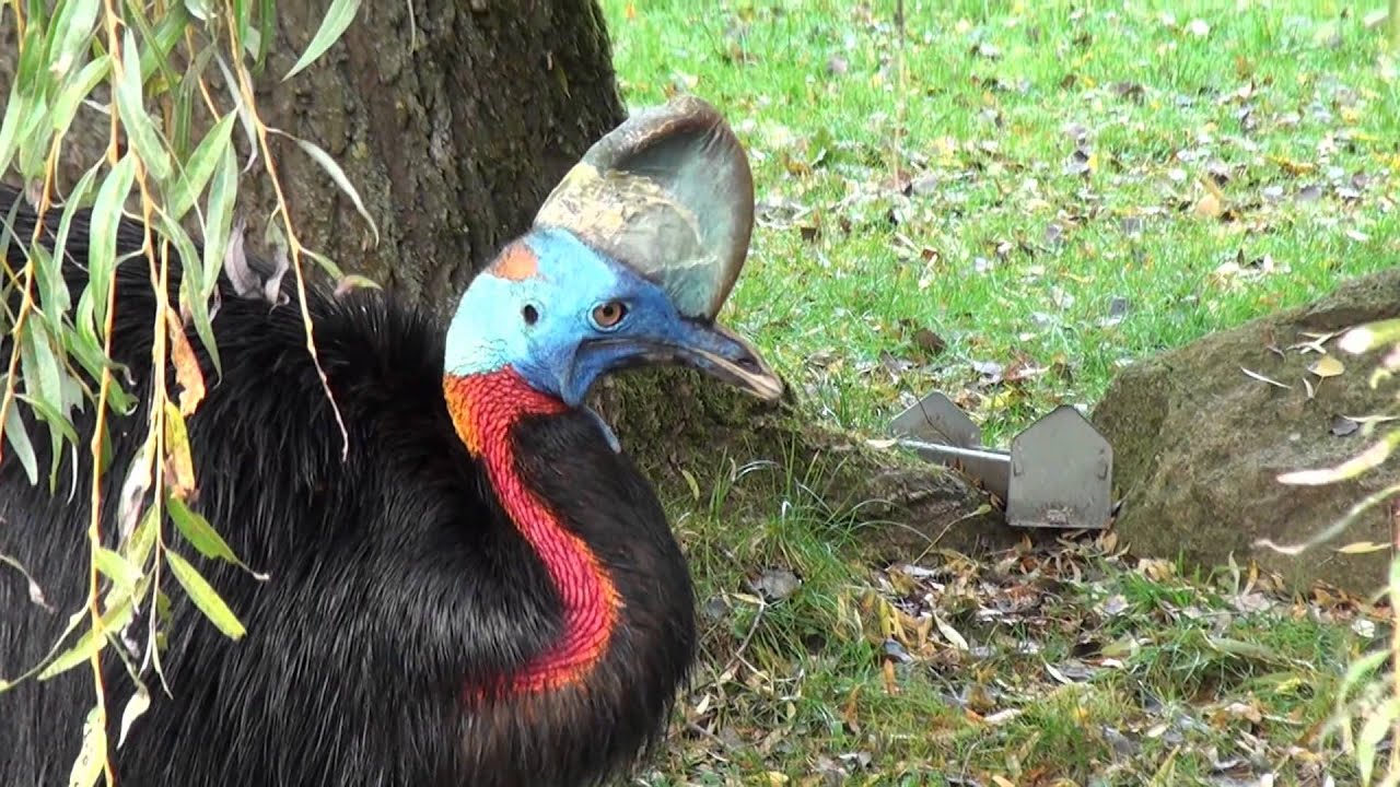 Weltvogelpark Walsrode Teil 4/5