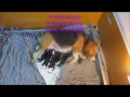 Real Time Beagle Give Birth for Very First Time (INU)