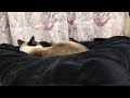 股に入るスノーシュー  snowshoe cat enters a thigh の動画、YouTube動画。