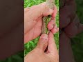 How to Feeding seedlings , Easy Grafting part 917