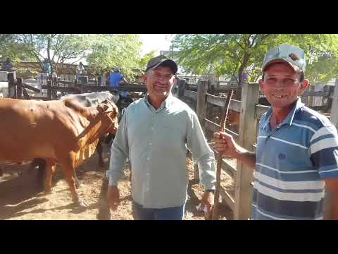 FEIRA DE GADO  22/04/2019 - P. CANAFISTULA FREI DAMIÃO -  ALAGOAS