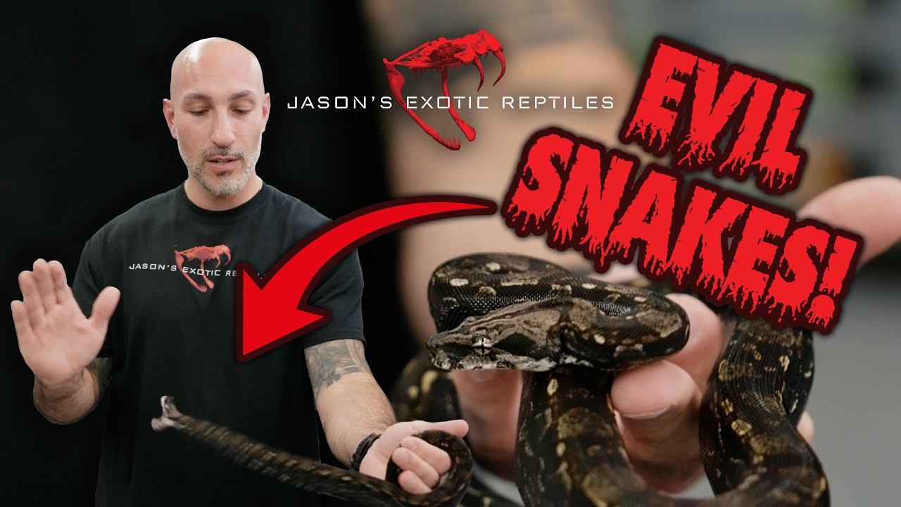 Как справиться с агрессивными змеями, не получив укуса: читаем язык тела как профессионал