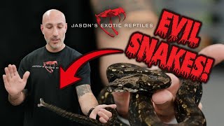 Celebrity Handling Aggressive Snakes Without Getting Bit — Reading Body Language Like a Pro Wealth