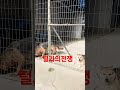 털과의전쟁!(견생역전최정주tv)🎈구독🎈해주시면입양갈수 있는 확률이 높아요 🏅🎊🎆