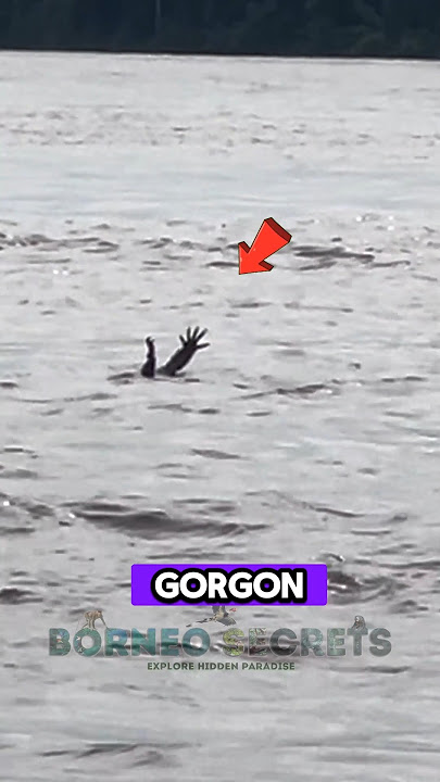 Aneh Gorgon Hanyut di Sungai Baritom #shrots #buaya #predator #sungaibarito