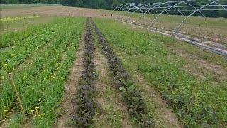 Our Market Garden in May (2024)