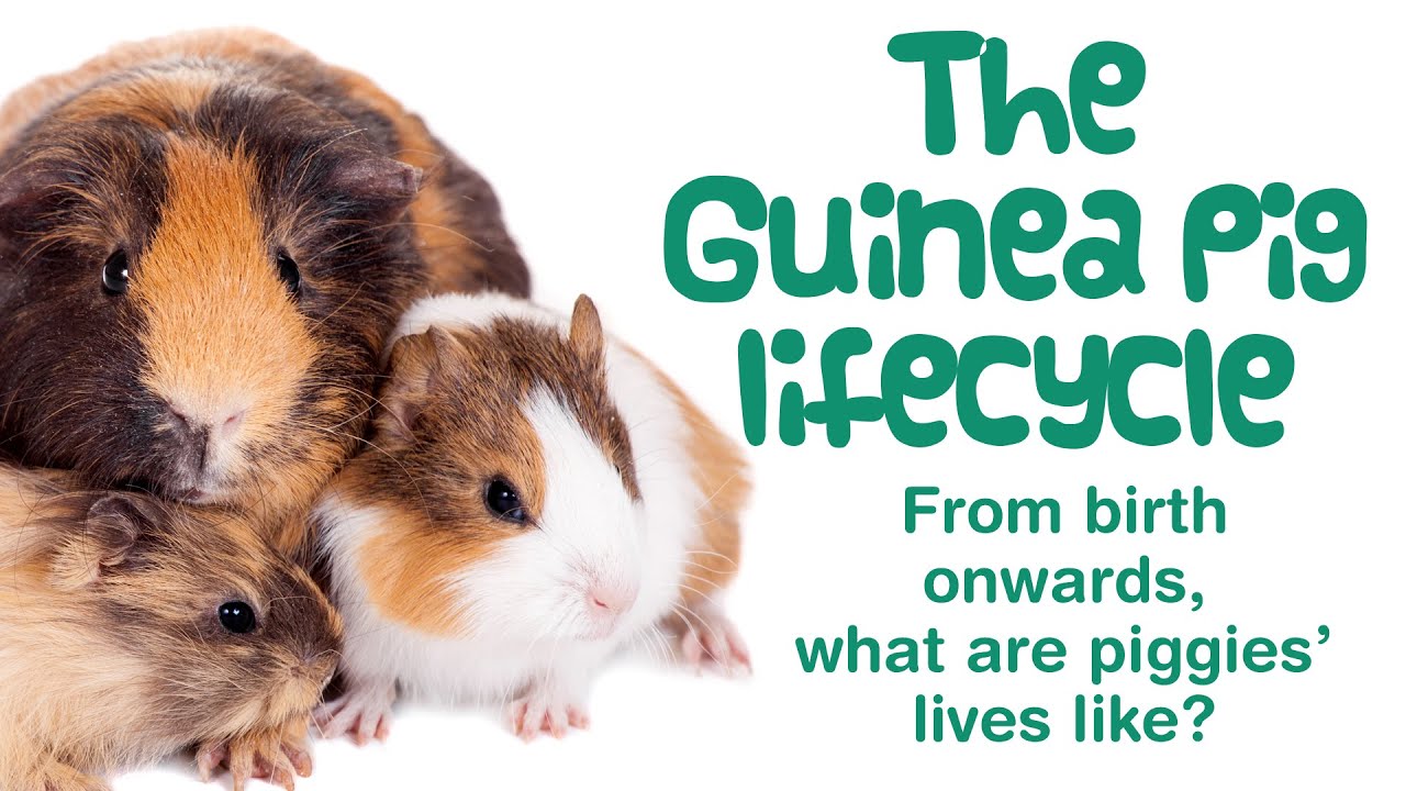 LIFE CYCLE of a GUINEA PIG  Birth, Puberty, Reproductive Cycle