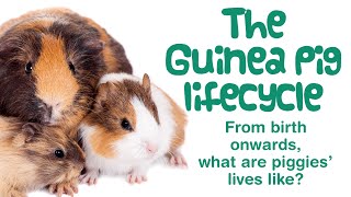 LIFE CYCLE of a GUINEA PIG | Birth, Puberty, Reproductive Cycle | Pregnancy & Life Expectancy