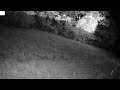 LIVE Night Wildlife Cam / Racoons, Possums and Nocturnal Animals After Dark #livewildlife #wildlife