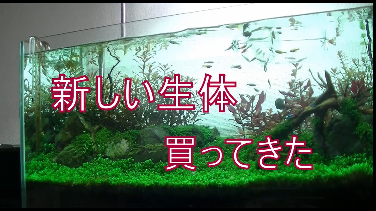 アクアリウム 90cm水槽に生体導入 熱帯魚 Youtube アクアリウム 90cm水槽に生体導入 熱帯魚 Youtube
