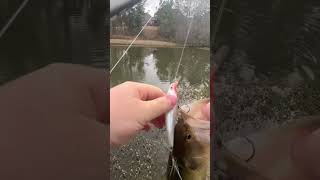 Pond fishing with @Parksj5o #country #bassfishing #alabama #fypシ #sportfishing #pondfishing