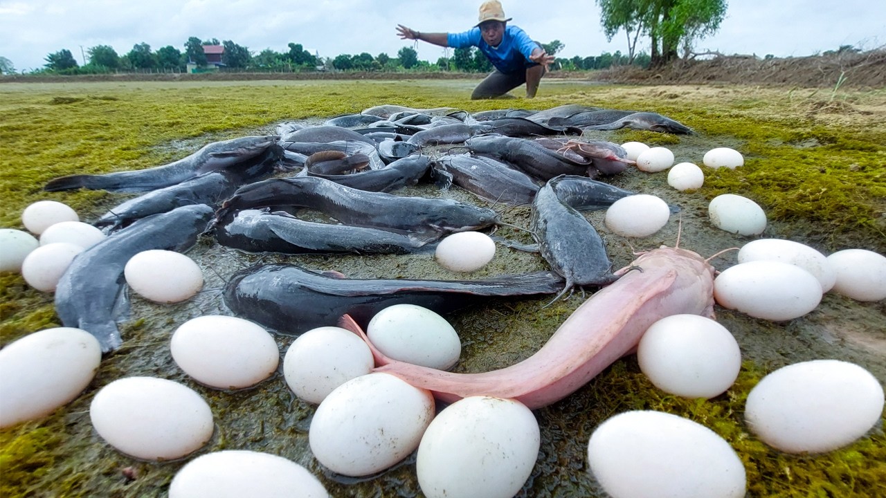 Amazing Top Video - Skills fisherman catch fish & pick a lot of eggs in rice field under grass