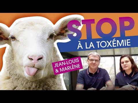 Vidéo: Maladie De L'agneau Jumeau - Toxémie De Gestation Chez Les Ovins Et Caprins - Grossesse Toxique