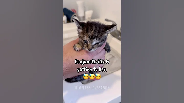 Video 11496481: baby kitten bath