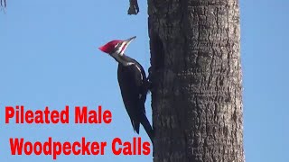 Pileated Male Woodpecker Call Sounds