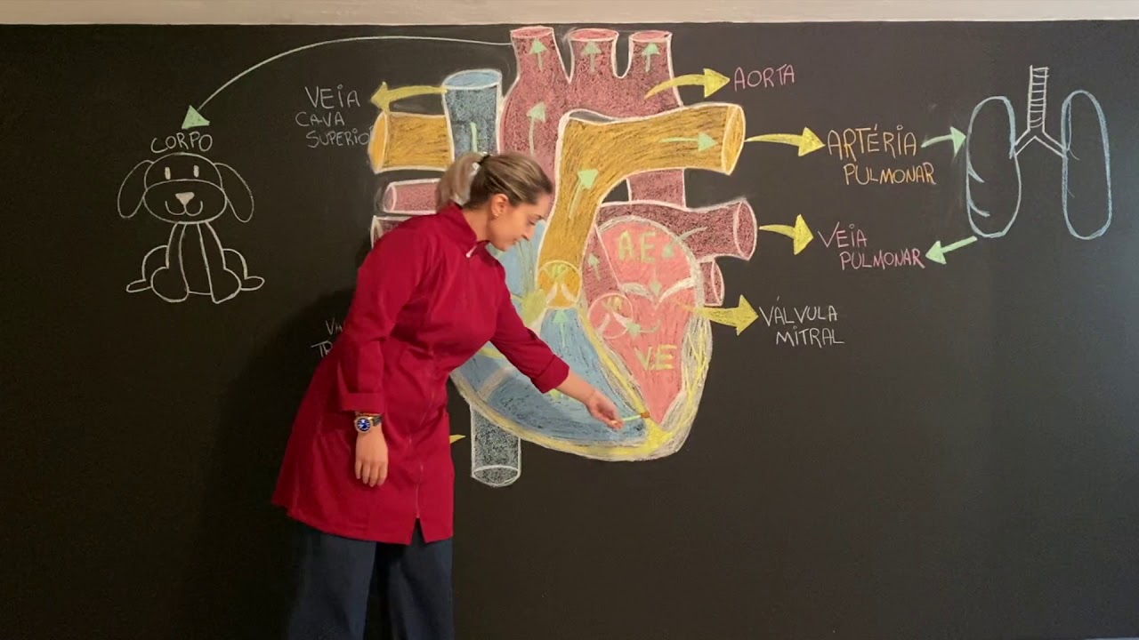 Anatomofisiologia Cardiológica Veterinária Básica
