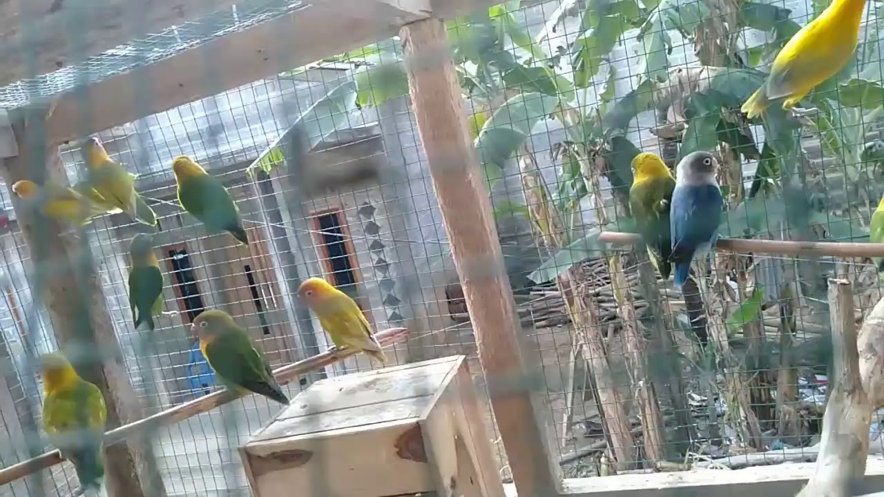 Suara Burung Love Bird | Suara ALAM 