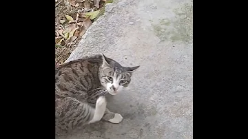 صدای گربه بامزه طبیعت Cat زیبایی Nature بامزه Cute 