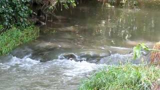 MVI_2074.AVI