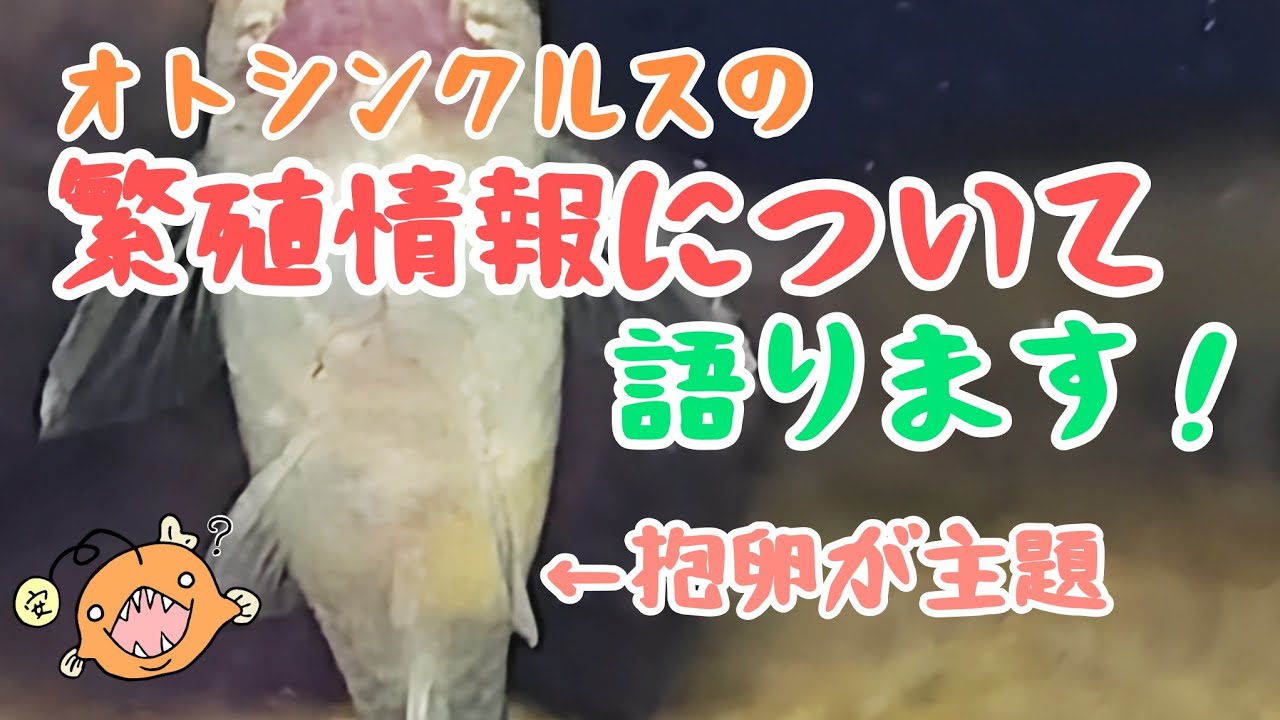 オトシンクルスの抱卵個体が撮れたので、繁殖情報について語ってみる話