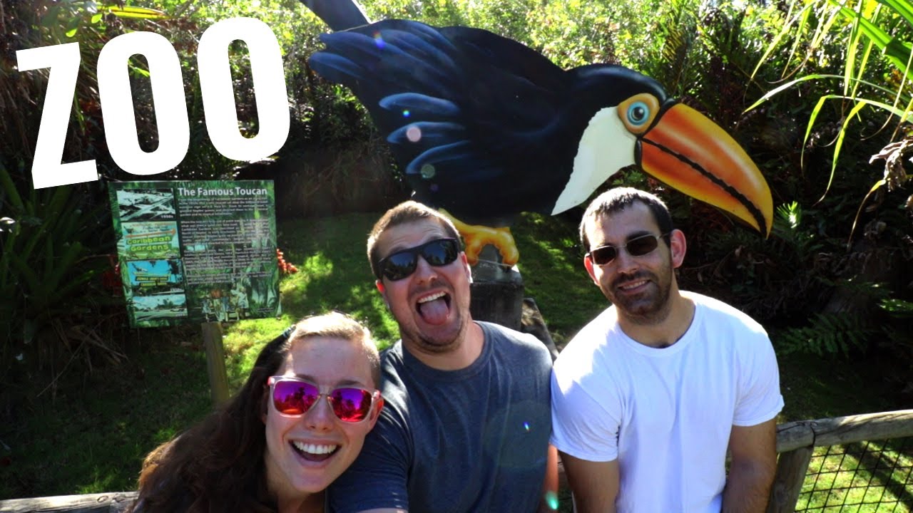 Deadly Zebras (Naples Zoo) - YouTube