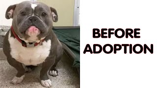 Photos Of Dogs Before & After Their Adoption That Will Melt Your Heart