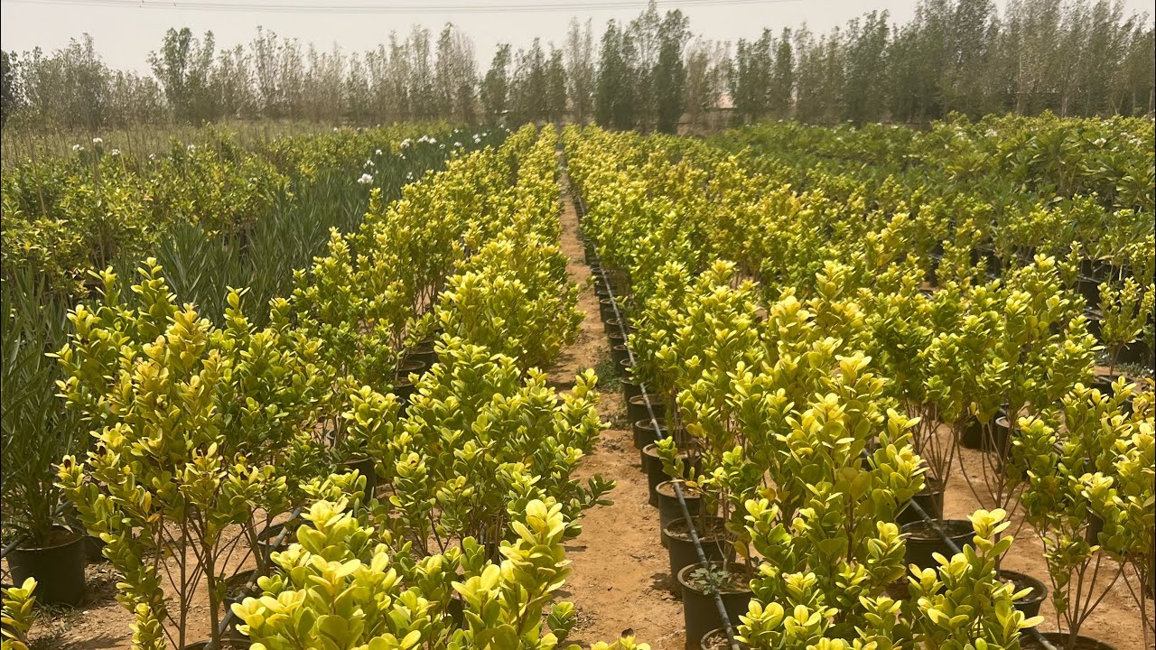 مشاتل الجابر ( اسعار جملة )