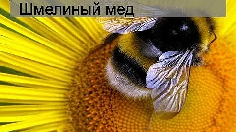 Шмелиный мед