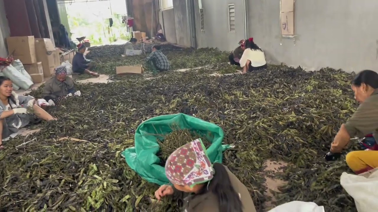 Bồ kết cây trồng gắn bó với người nghèo nhưng sinh ra lợi nhuận của người giàu