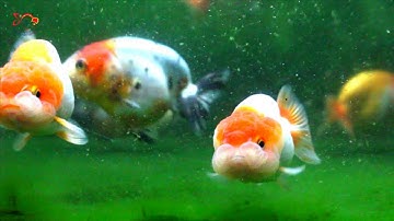 Ranchu-  Vua của dòng cá vàng