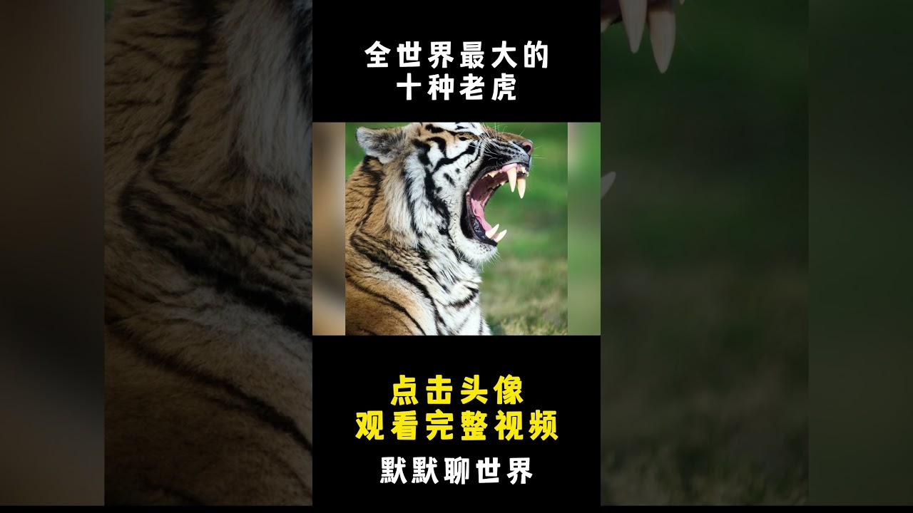 全世界最大的10種巨型老虎，東北虎只能排第二，第一名是雜交品種，體重近半噸，99%的人沒見過！#特有種 #野生动物 #百科密码 #野生生物 #野生動物
