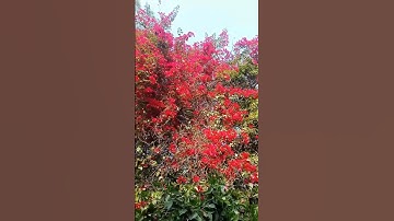 copy paste. No copyright video. creative commons video. #copyrightfree